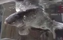 Cá chép đóng băng bất ngờ sống lại khi cho vào nước