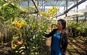 Bén duyên hoa lan, nhẹ nhàng “đút túi” nửa tỷ mỗi năm