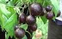 Sự thật về loại quả đẹp nhưng độc chết người có ở Việt Nam