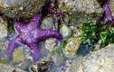 Khám phá ít ai ngờ về loài sao biển màu tím cực lạ 