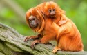 Điều thú vị về loài khỉ quý hiếm biểu tượng quốc gia Brazil 