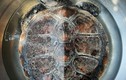Quảng Bình: Thả một cá thể rùa biển quý hiếm về với đại dương