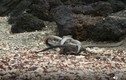 Video: Đàn rắn “bày trận” truy đuổi, vây bắt kỳ đà
