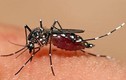 Cách xử lý vết muỗi đốt bằng phương pháp tự nhiên hiệu quả