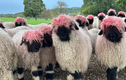 Diện mạo mới của bầy cừu sau khi cọ đầu vào sơn đỏ