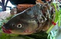 Kinh dị món cá âm dương gây tranh cãi của Trung Quốc