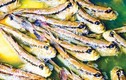 Khám phá món cá thòi lòi có hình dáng kỳ dị ở Cà Mau