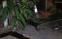 Video: Trăn “khủng” dài gần 4 mét siết chết mèo đen ở Thái Lan
