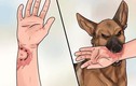 Những cách sơ cứu khi bị chó tấn công tránh mắc bệnh dại