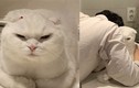 Chú mèo 4 tuổi gây sốt bởi khuôn mặt biểu cảm “cực ngầu”