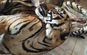 Hình ảnh khủng khiếp về hổ báo bị phanh thây ở Việt Nam 