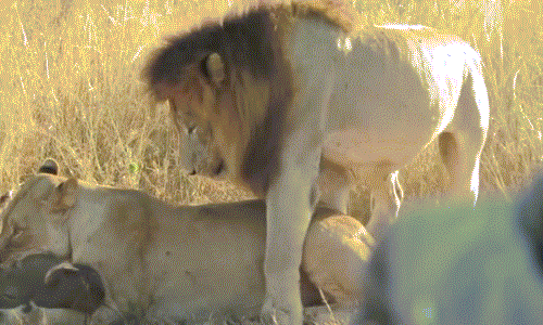 Sư tử đực đòi “tòm tem” khi vợ đang săn giết lợn rừng