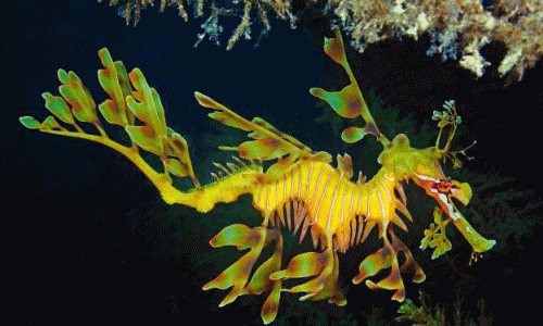 Khả năng tài tình loạt sinh vật kỳ bí ẩn mình dưới biển sâu