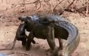 Video: Con bị bắt, khỉ đầu chó liều mình chiến đấu với cá sấu