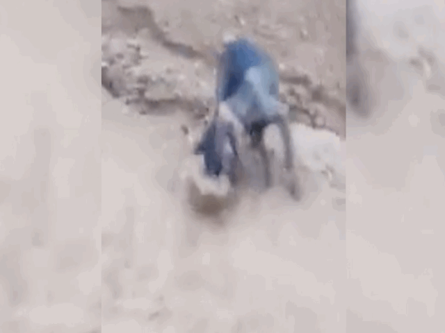 Video: Chó nhà hoảng hốt vì bị một sinh vật bí ẩn quặp chặt đầu
