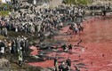 Thảm sát cá voi khủng khiếp ở Faroe Islands