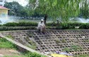 Hồ Đền Lừ - Hà Nội sẽ sớm được nạo vét để không còn ô nhiễm