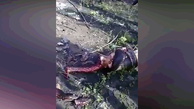 Video: Cả gan săn trộm chó nhà, trăn khủng bị chém “banh xác”