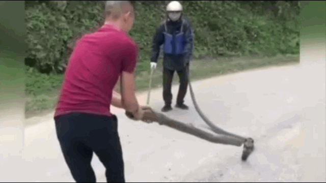 Video: Sợ hãi màn bắt sống rắn hổ mang chúa ở Yên Bái