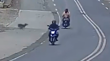 Clip: Chó hoang lao ra đường, quật ngã 2 người đi xe máy