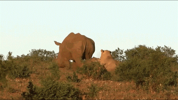 Video: Tê giác mẹ chặn đứng cuộc tấn công của sư tử định ăn thịt con 
