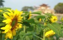 Giới trẻ thích thú “check in” tại vườn hoa hướng dương “gây sốt” ở Hà Nội