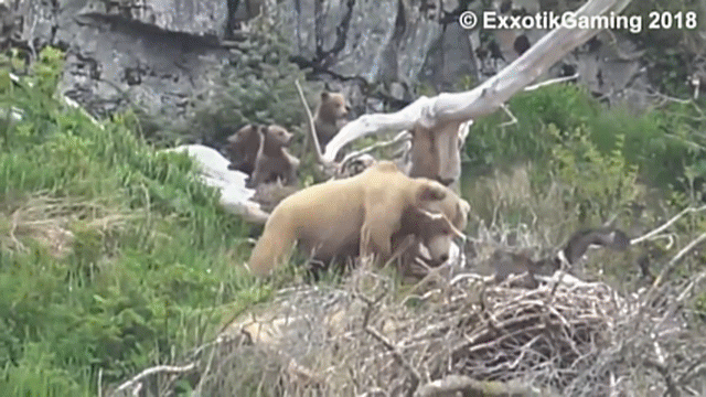 Video: Gấu xám đột kích tổ đại bàng, cướp bóc con non