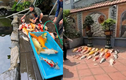 Đàn cá Koi chết cứng, nhìn mặt chủ nhân netizen thấy mà thương