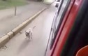 Chú chó trung thành chạy theo xe chở chủ tới bệnh viện