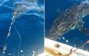 Cá mập trắng dài 5m dọa người câu cá "xanh mật"