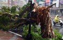 Kinh hoàng siêu bão Soudelor tàn phá Đài Loan