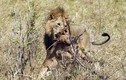 Kinh hãi sư tử đực ăn thịt con bạn tình thị uy