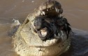 Kinh hãi cảnh cá sấu ăn thịt ngựa vằn