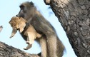 Ảnh động vật: Khỉ đầu chó bắt cóc sử tử con