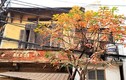 Ngắm nhà Hà Nội đẹp ngỡ ngàng mùa cây thay lá