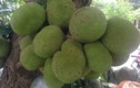 Choáng váng vườn cây quả sai trĩu, nông dân Việt thu tiền tỷ