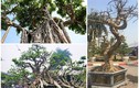Dàn bonsai thế lạ xuống phố “thách thức” đại gia Hà Nội