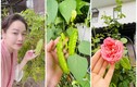 “Ngó” vườn rau tốt um trong biệt thự của Nhật Kim Anh