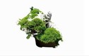 Mãn nhãn loạt siêu phẩm bonsai nhà giàu có tiền cũng khó mua
