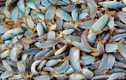 Loài cá lạ hóa “mỏ vàng”, bán 800.000/kg người mua nườm nượp