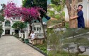 Vườn cây giá trị trong biệt thự tiền tỷ của nghệ sĩ Quang Tèo