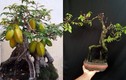 Mãn nhãn những chậu khế bonsai dáng siêu đẹp 