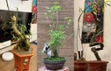 Mê mẩn loạt tre bonsai siêu độc chơi Tết