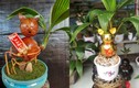 Dừa bonsai mèo phát tài lạ mắt đón Tết Quý Mão 2023