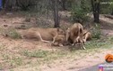 Video: Sư tử sung sướng vì mồi ngon lao thẳng vào... miệng 