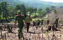 Thủ tướng yêu cầu điều tra vụ phá rừng quy mô lớn ở Bình Định