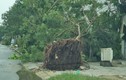 Quảng Nam - Đà Nẵng: Những thiệt hại ban đầu sau bão Noru đổ bộ