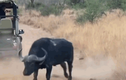 Video: Trâu rừng húc thủng ô tô để “dọa” sư tử