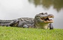 Phát hiện bất ngờ về “nước mắt cá sấu“: Bôi trơn thức ăn