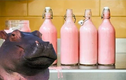 Loài động vật kỳ lạ có sữa màu hồng, chế được cả kem chống nắng